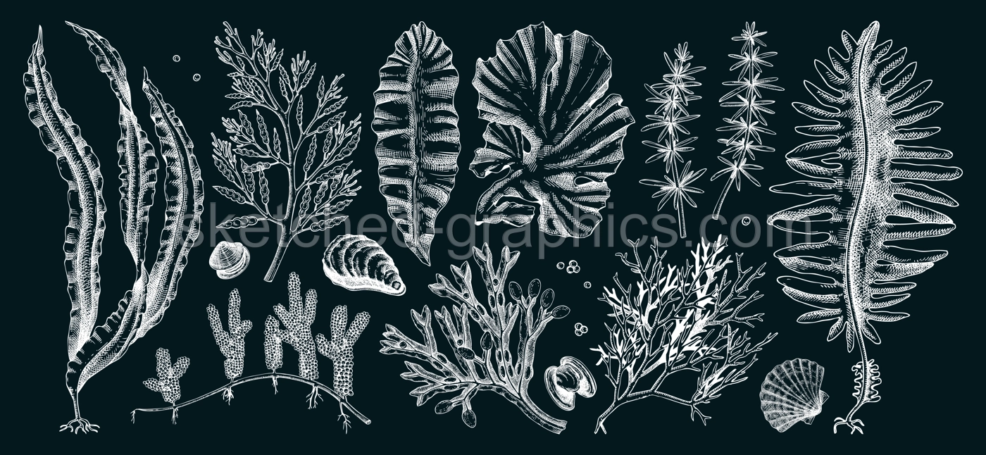 Edible seaweed collection on chalkboard. Hand-drawn sea vegetables - kelp, kombu, wakame, hijiki  drawings. Underwater algae sketches for Japanese cuisine menu or healthy food ingredients design  Illustration
